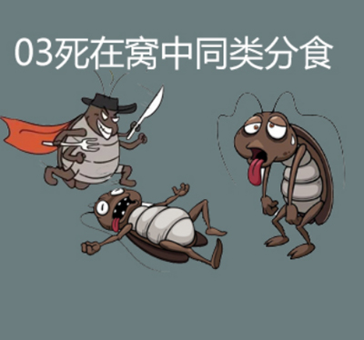 灭蟑螂胶饵